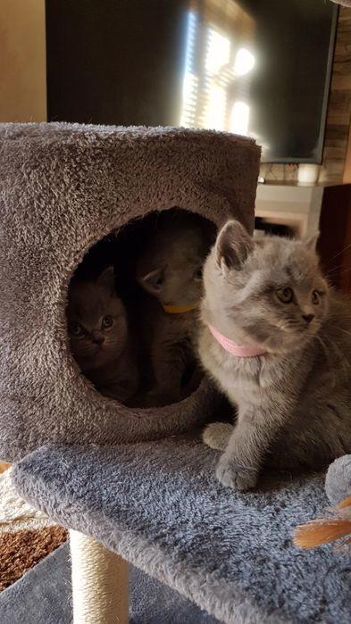 Koťata British s krátkou srstí k adopci