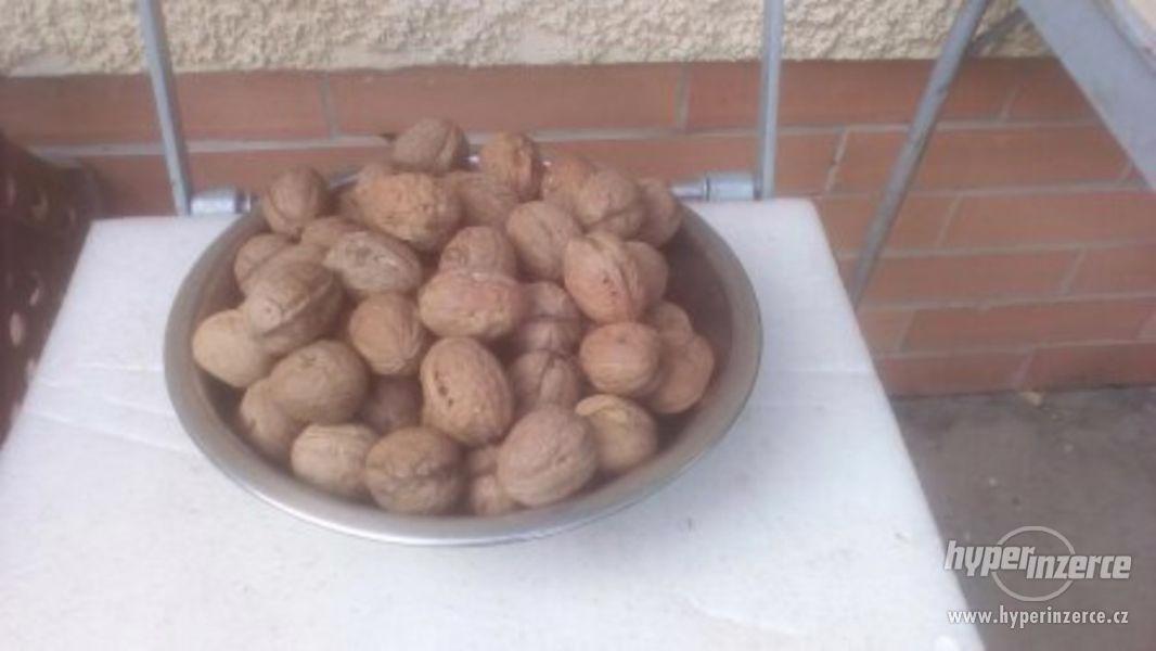 Vlašské ořechy loupané ze zahrady-letošní - foto 1