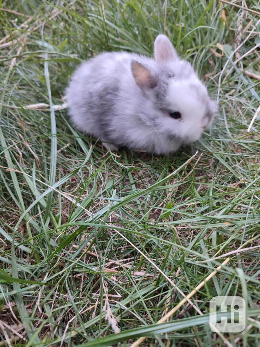 Zakrslý králíček - foto 1