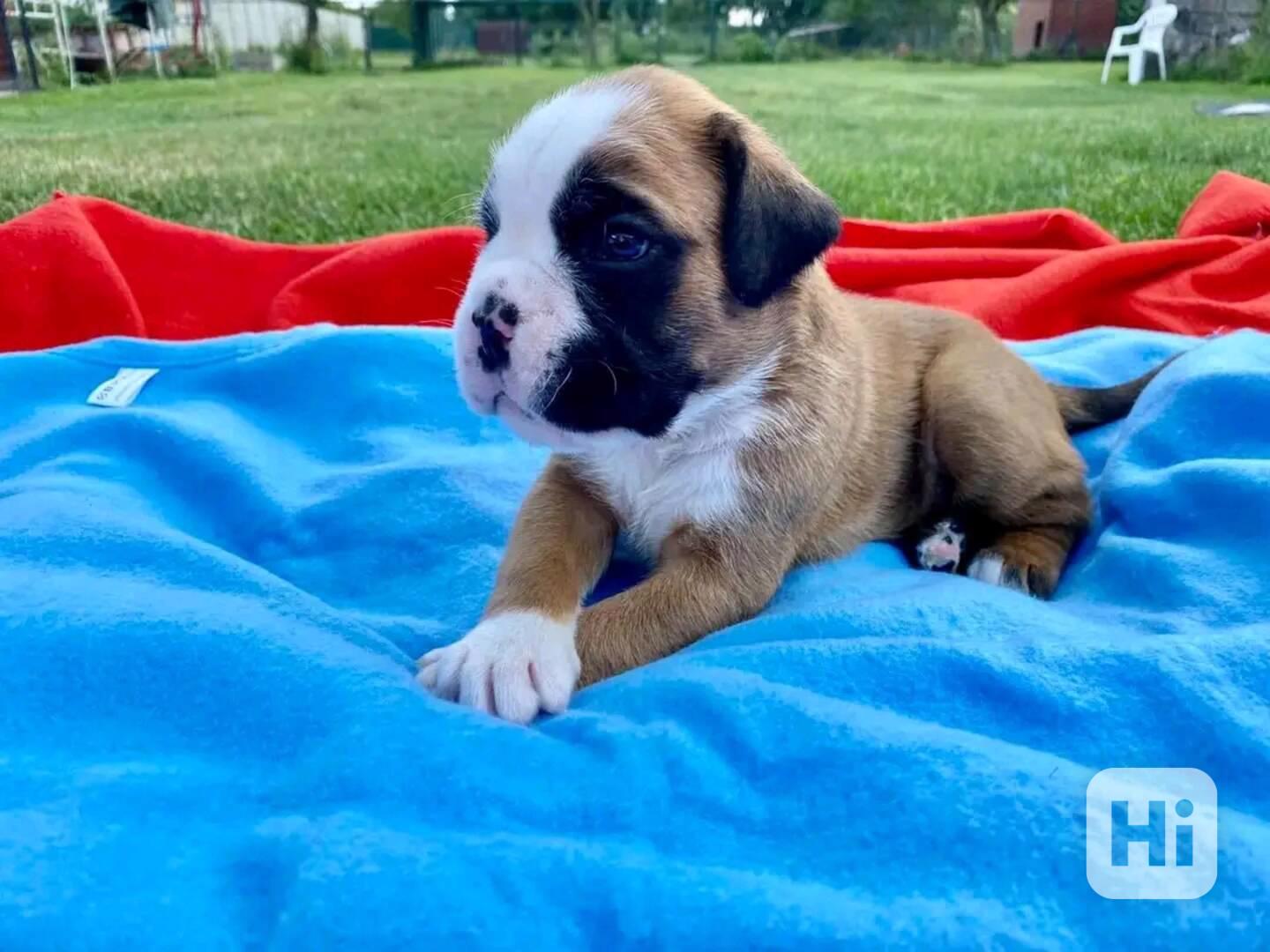 Štěňata boxerů samci a samice - foto 1