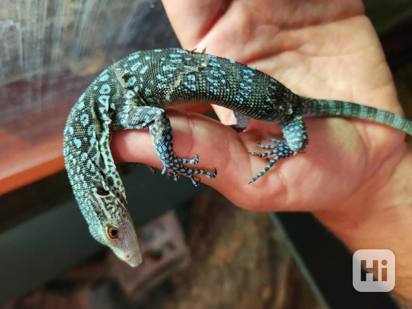 0.0.1 Varanus macraei - foto 1