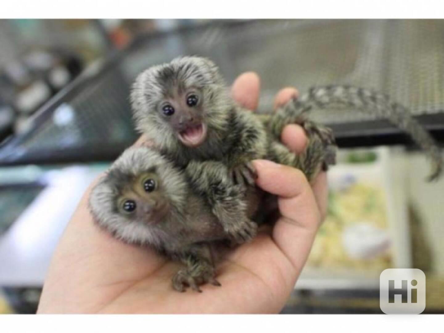 Laskavé opice Marmoset připravené k adopci - foto 1