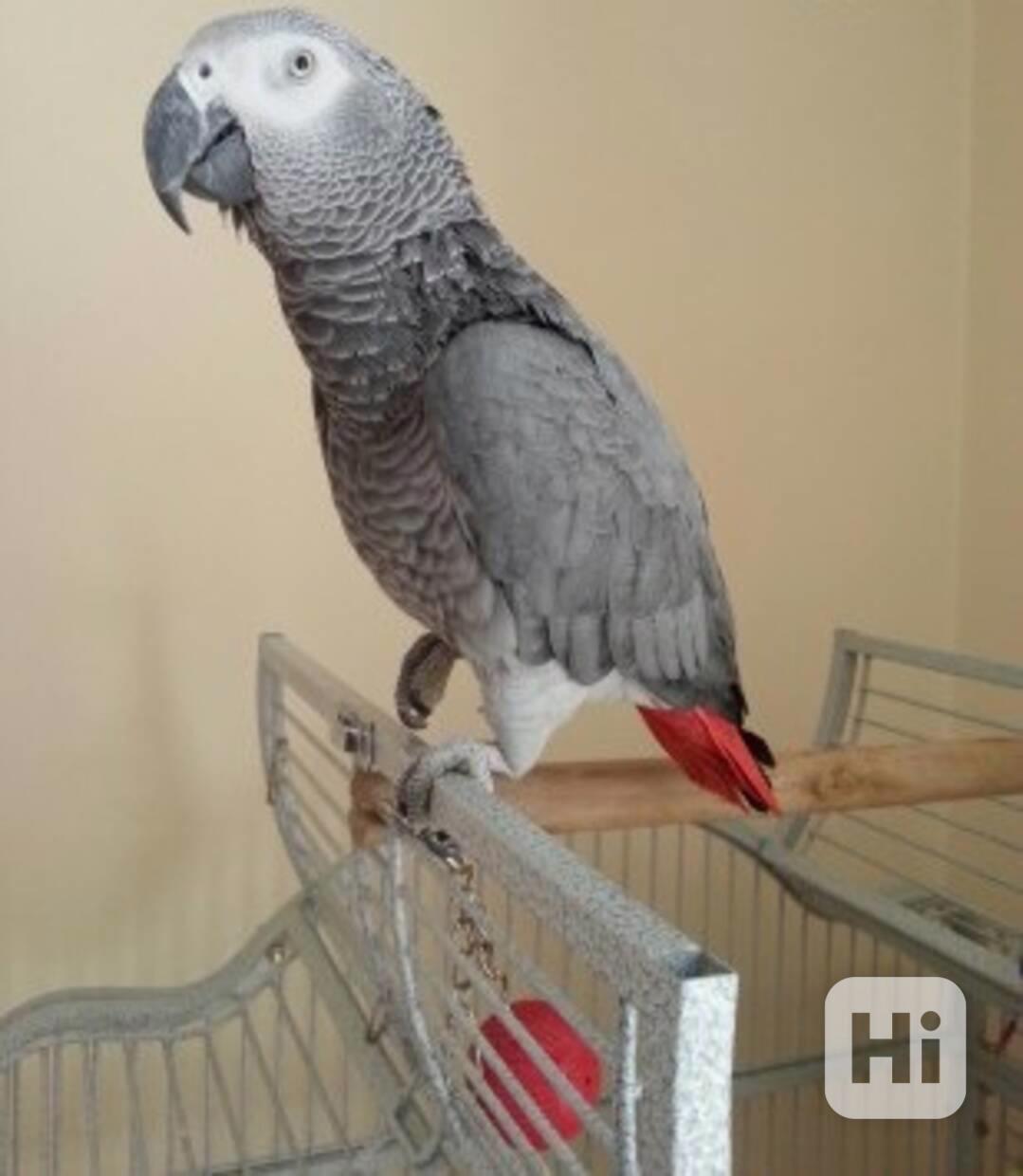 🦜 Prodám ručně odchovaného mluvícího papouška - foto 1
