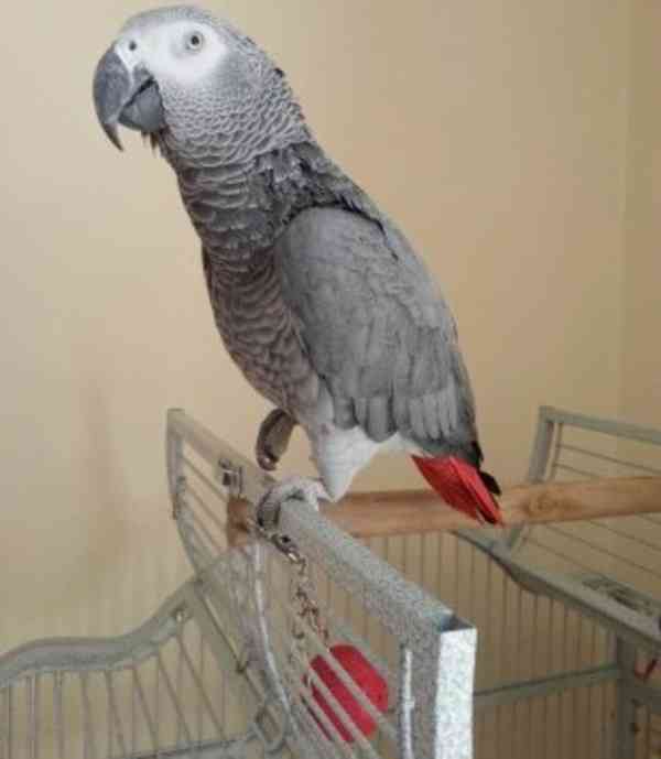 🦜 Prodám ručně odchovaného mluvícího papouška - foto 1