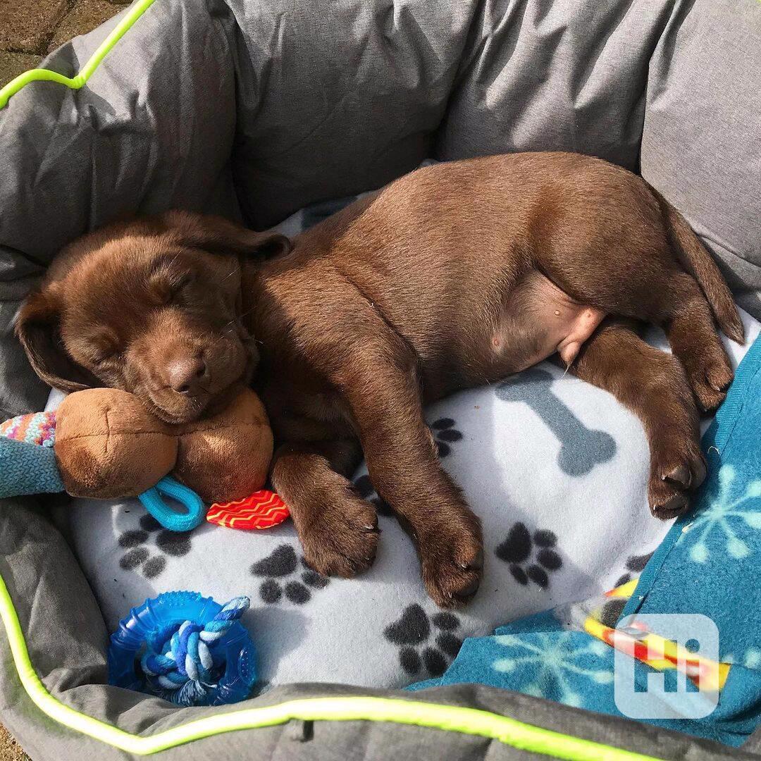 Štěně labradora hledá nový domov - foto 1