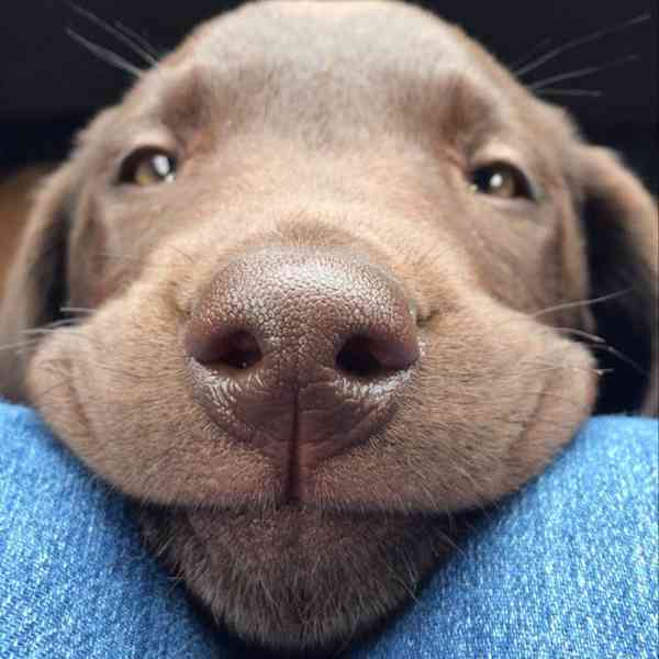 Štěně labradora hledá nový domov - foto 4