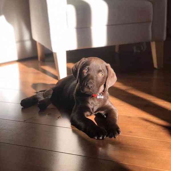 Štěně labradora hledá nový domov - foto 5