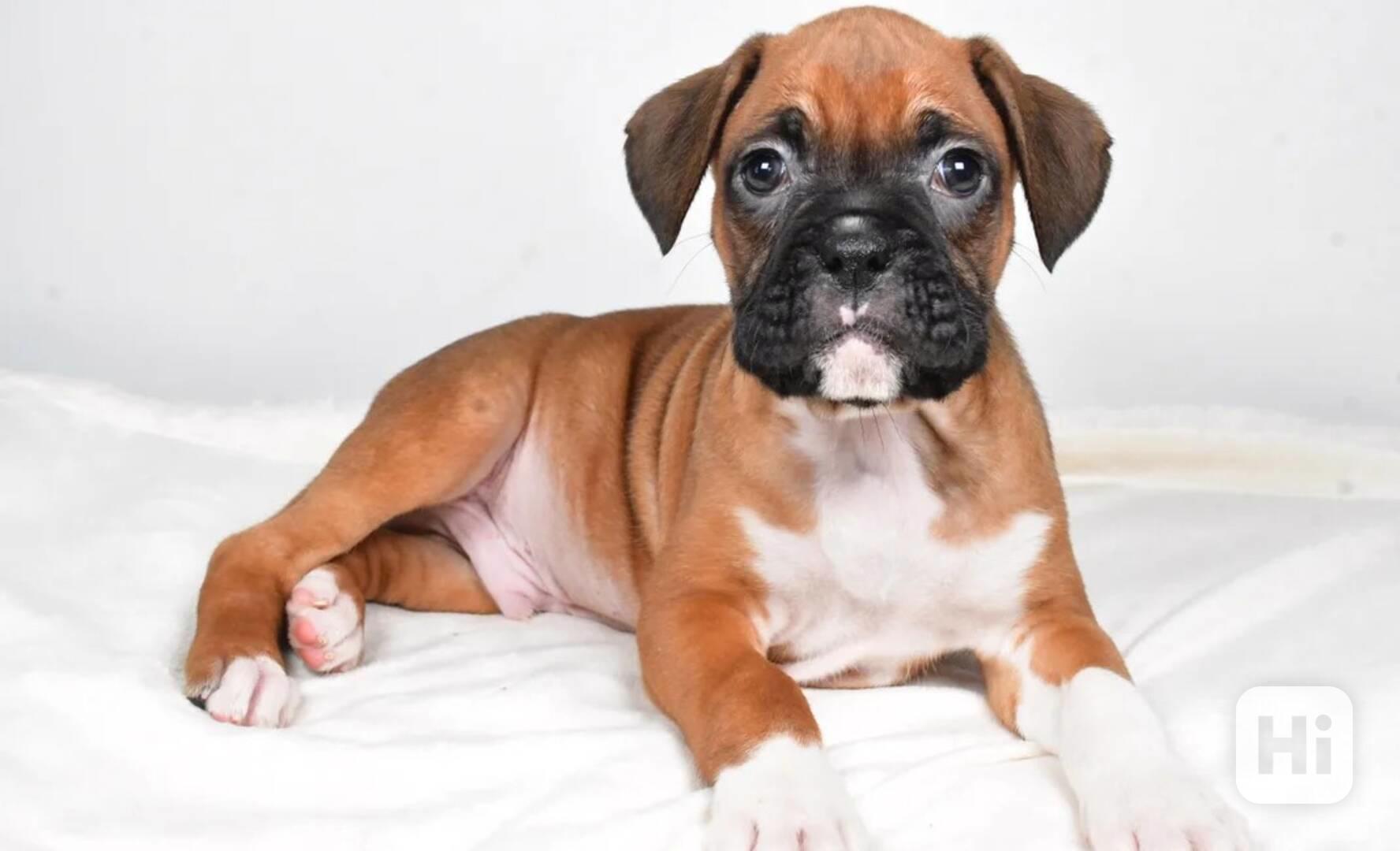 Štěňata boxera - foto 1