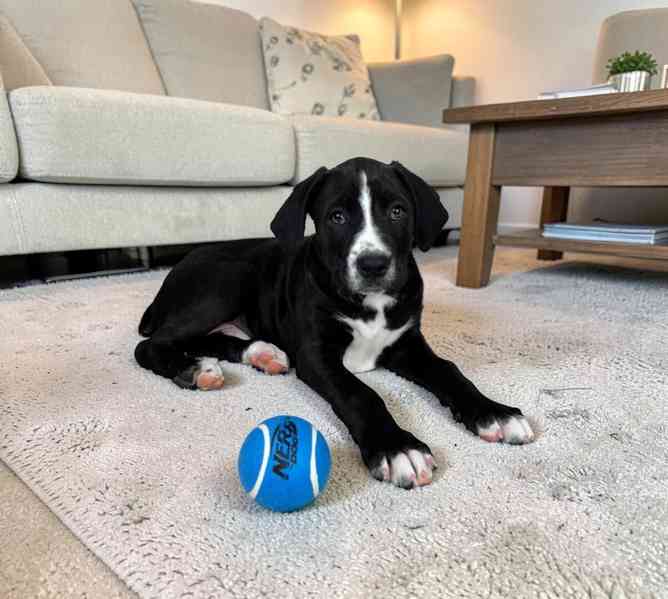 Štěňata boxera - foto 2