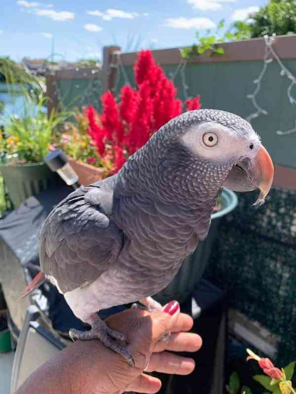 Krásní papoušci šedí afroameričtí k adopci - foto 1