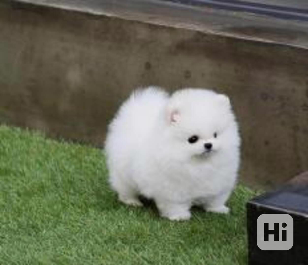 Německý špic. Mini pomeranian - foto 1