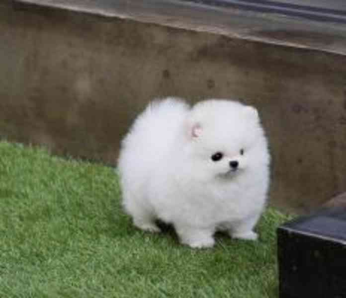 Německý špic. Mini pomeranian - foto 1