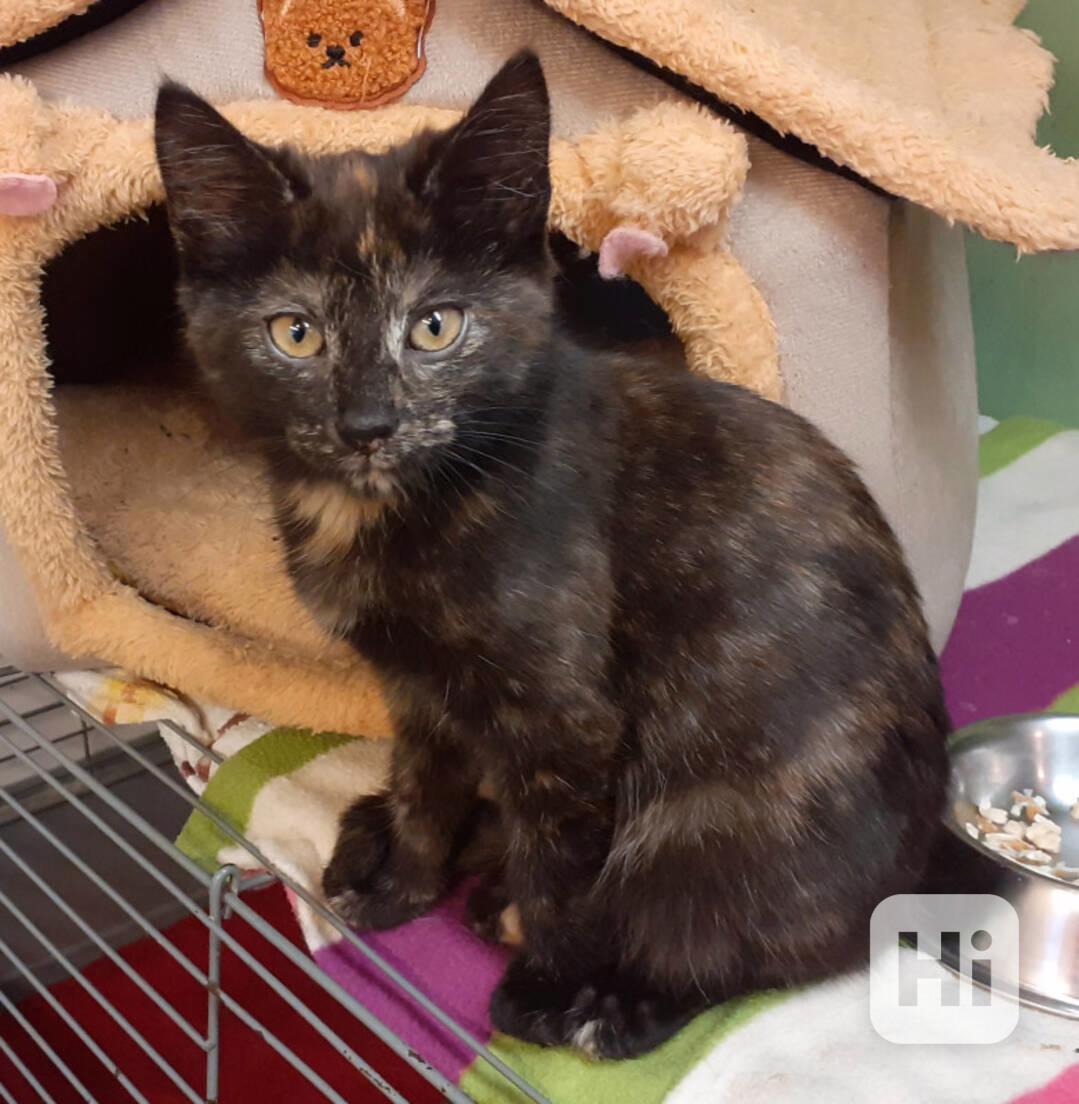 Milá, hravá 3,5měsíční želvovinová Esterka  - foto 1