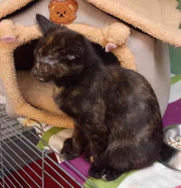 Milá, hravá 3,5měsíční želvovinová Esterka  - foto 3