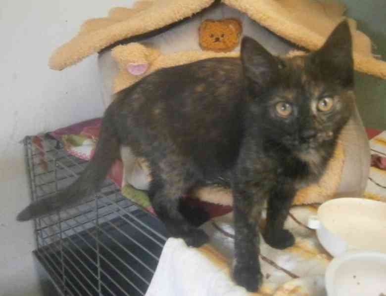 Milá, hravá 3,5měsíční želvovinová Esterka  - foto 2