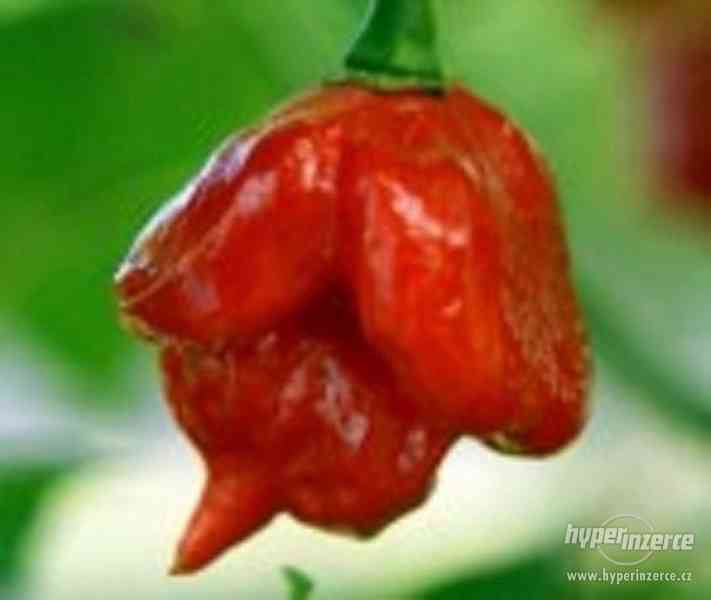 Chilli paprička - Jamaican Rosso / www.levna-semena.cz - foto 1