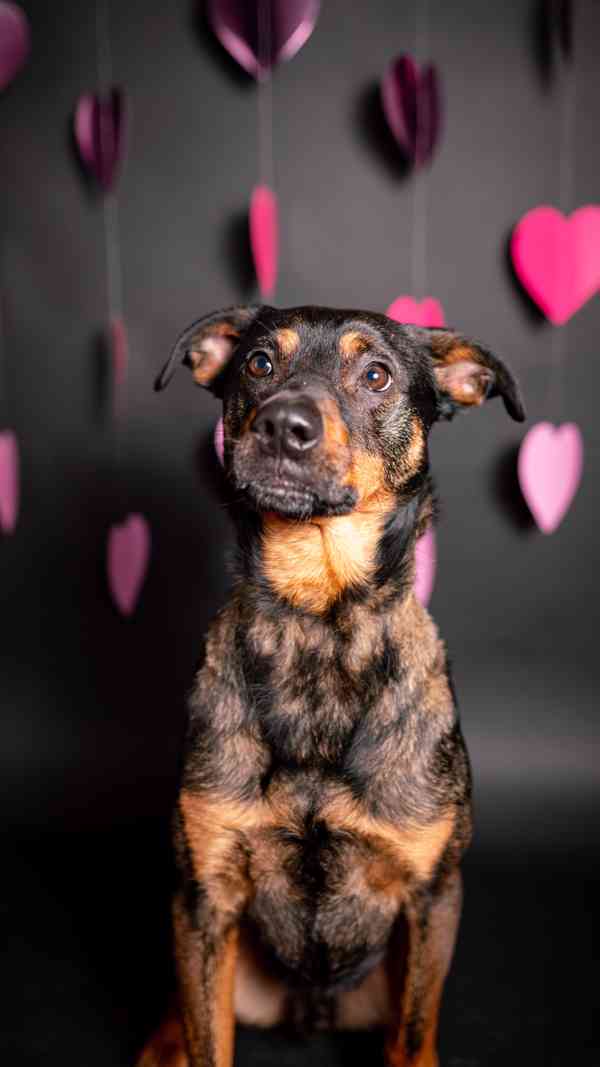 Baddy - kříženec, moc hodný a aktivní, 2 a půl roku  - foto 9