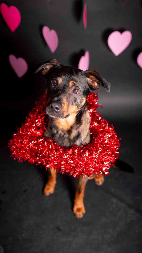 Baddy - kříženec, moc hodný a aktivní, 2 a půl roku  - foto 11