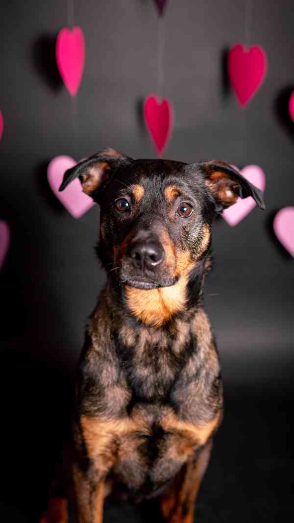 Baddy - kříženec, moc hodný a aktivní, 2 a půl roku  - foto 8