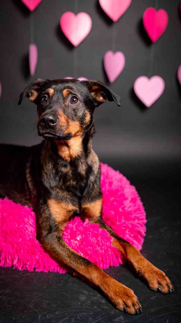 Baddy - kříženec, moc hodný a aktivní, 2 a půl roku  - foto 10