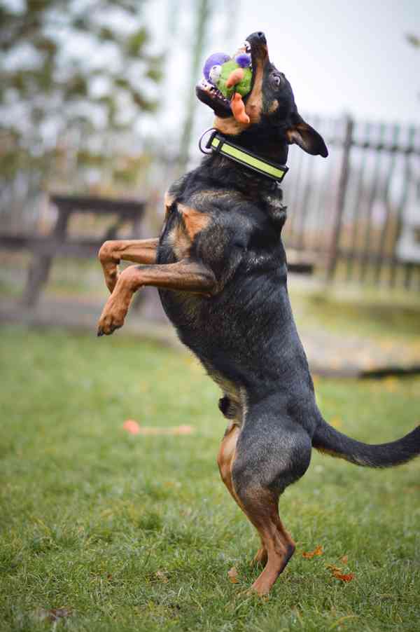 Baddy - kříženec, moc hodný a aktivní, 2 a půl roku  - foto 5