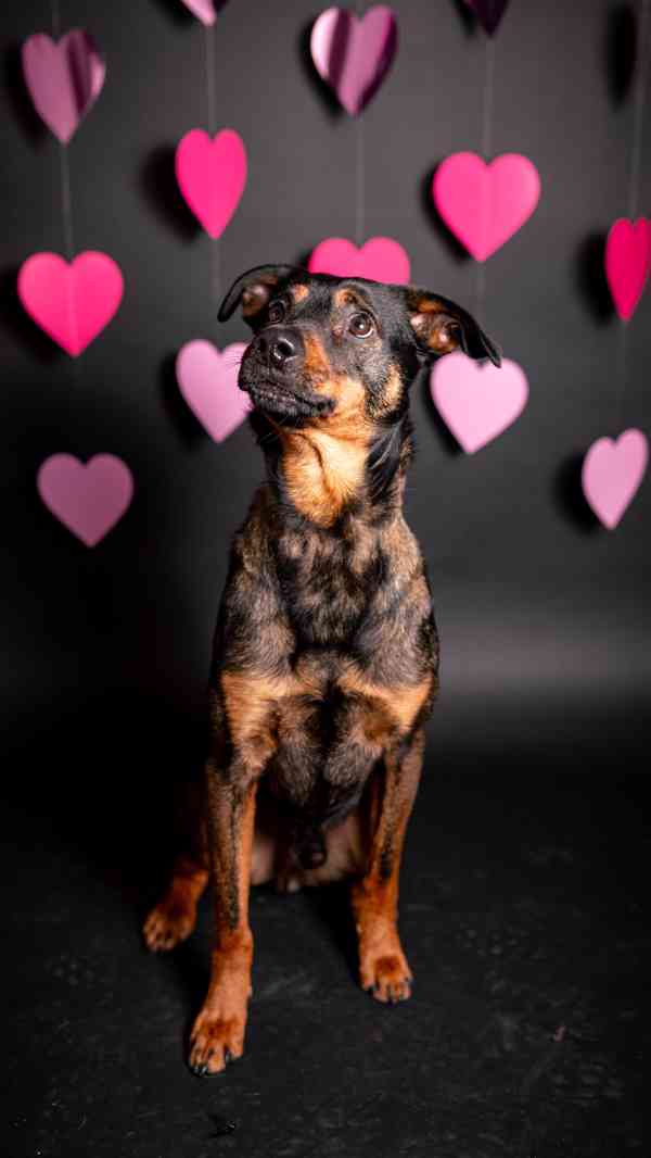 Baddy - kříženec, moc hodný a aktivní, 2 a půl roku  - foto 7