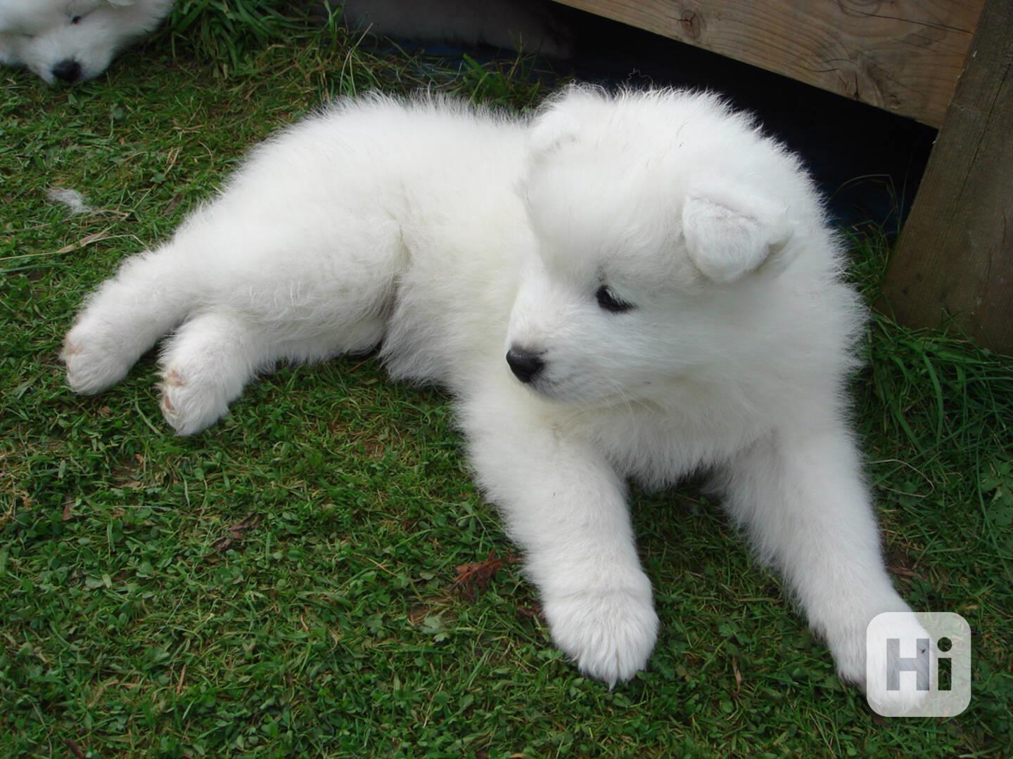 Vynikající štěňata samojedů k adopci Máme štěňata samojedů k - foto 1