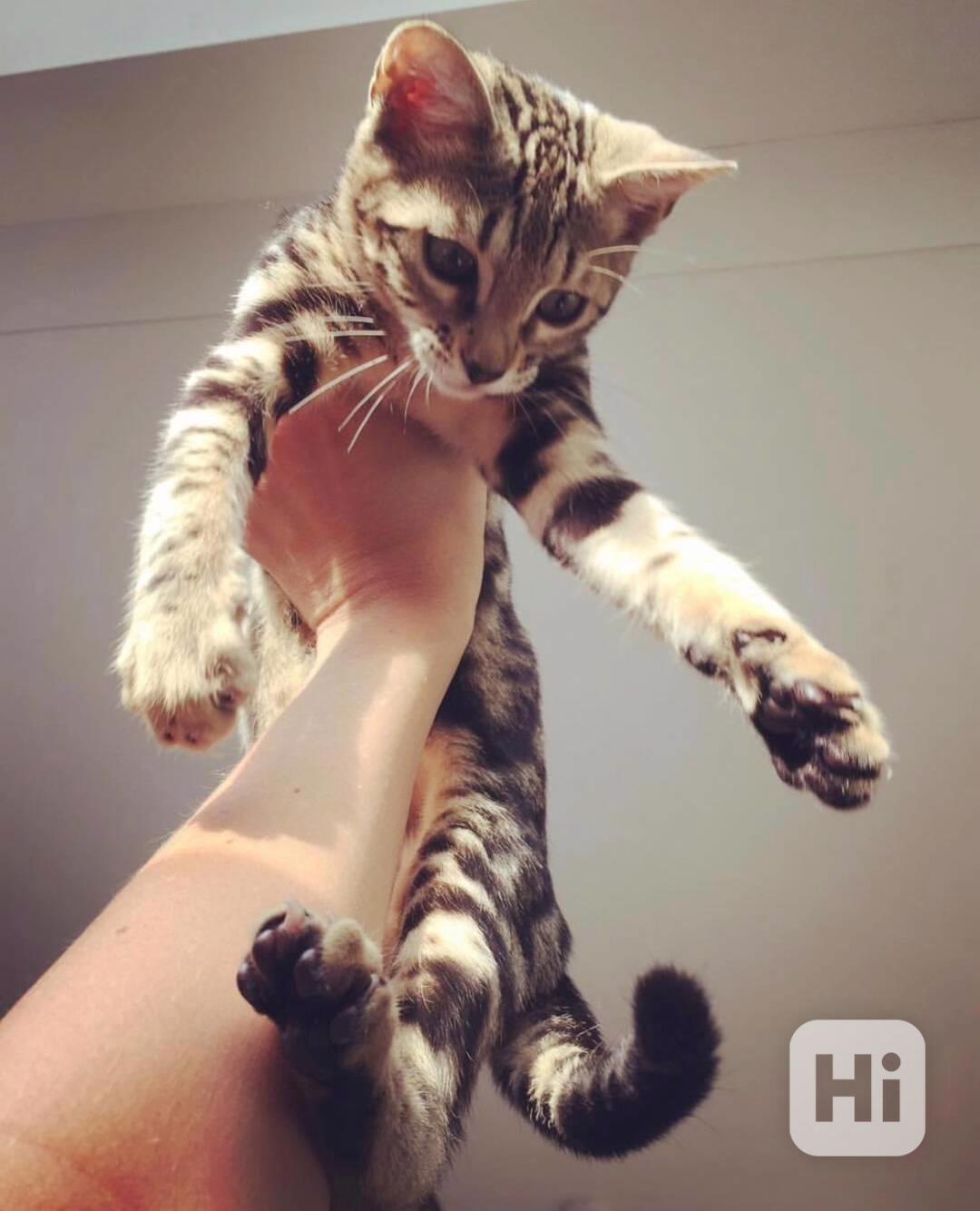 Ohromující bengálské kotě hledá nový domov - foto 1