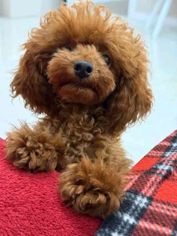 štěňata pudla - foto 1