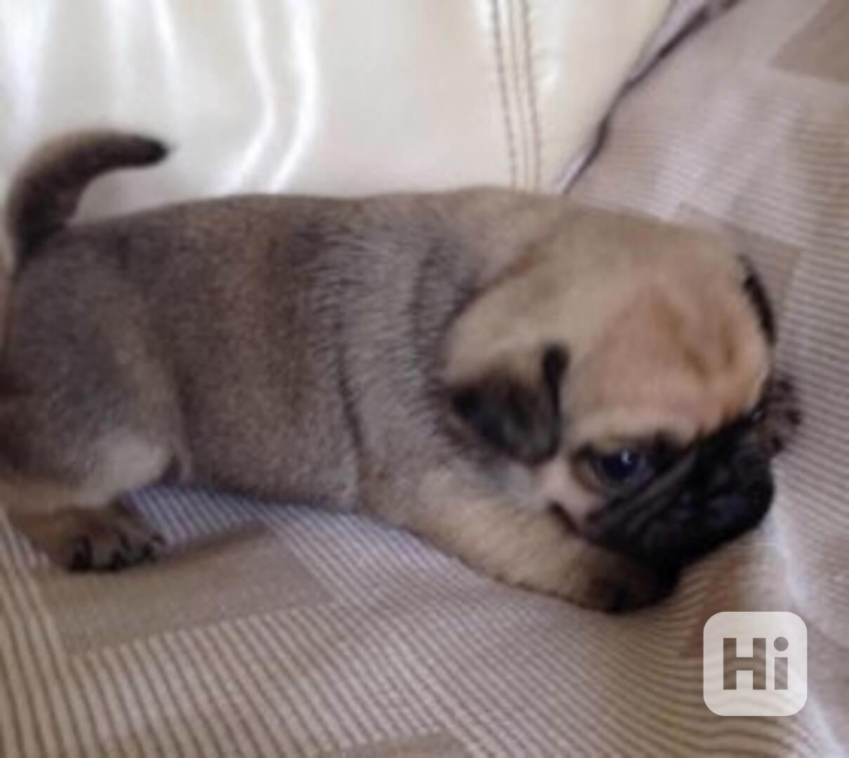 Roztomilá štěňátka mopse, pejsek a fenka - foto 1