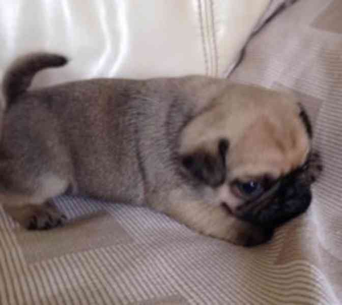 Roztomilá štěňátka mopse, pejsek a fenka - foto 1