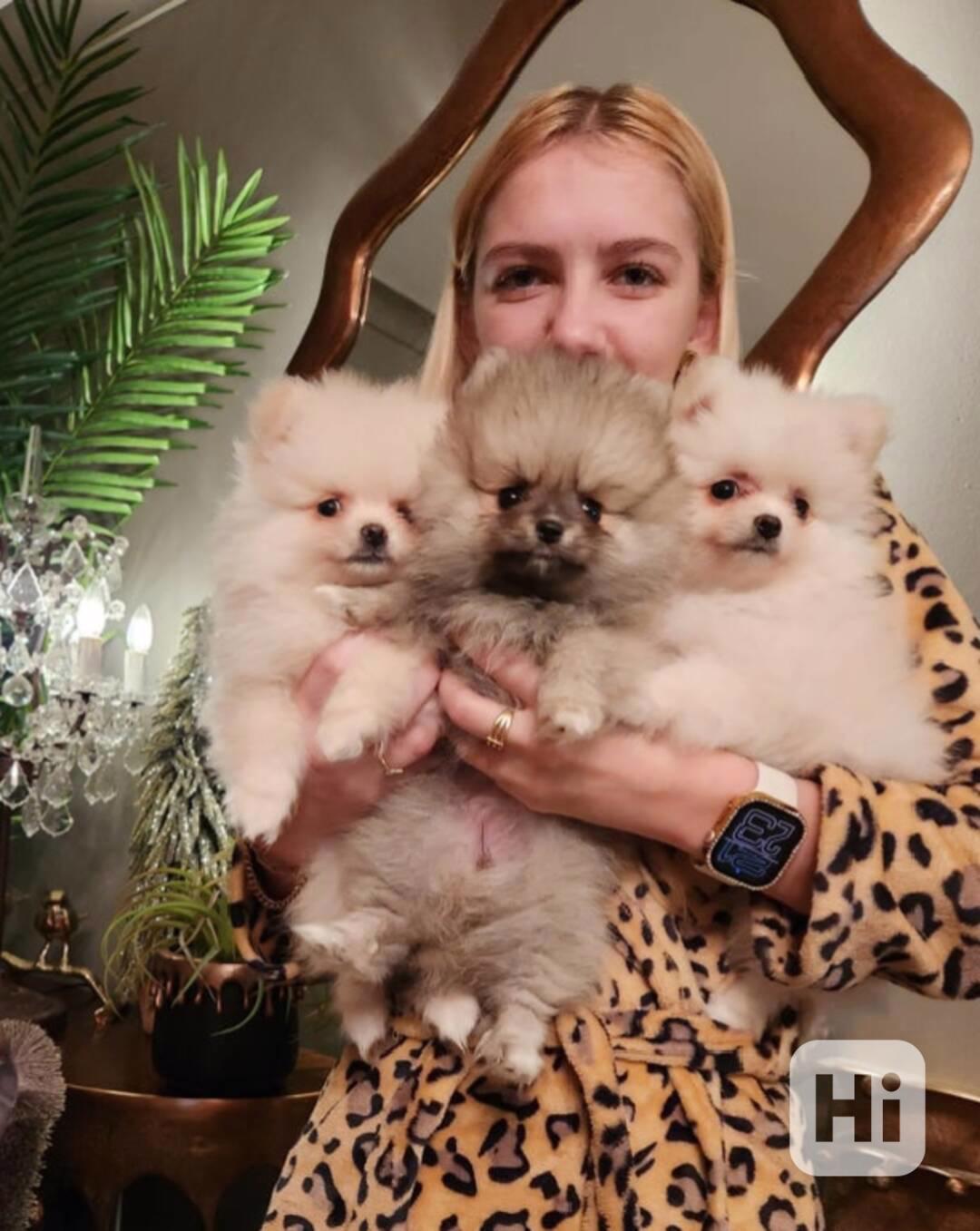 Máme k adopci rozkošná štěňátka pomeraniana. - foto 1