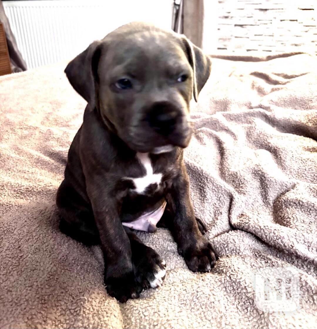 Štěně Staforda - foto 1