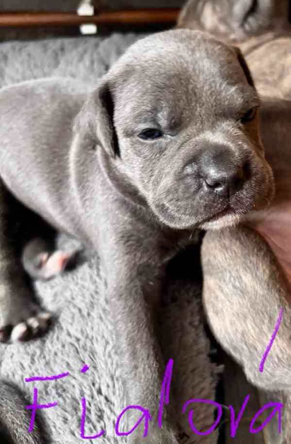 Štěně Stafford - foto 2