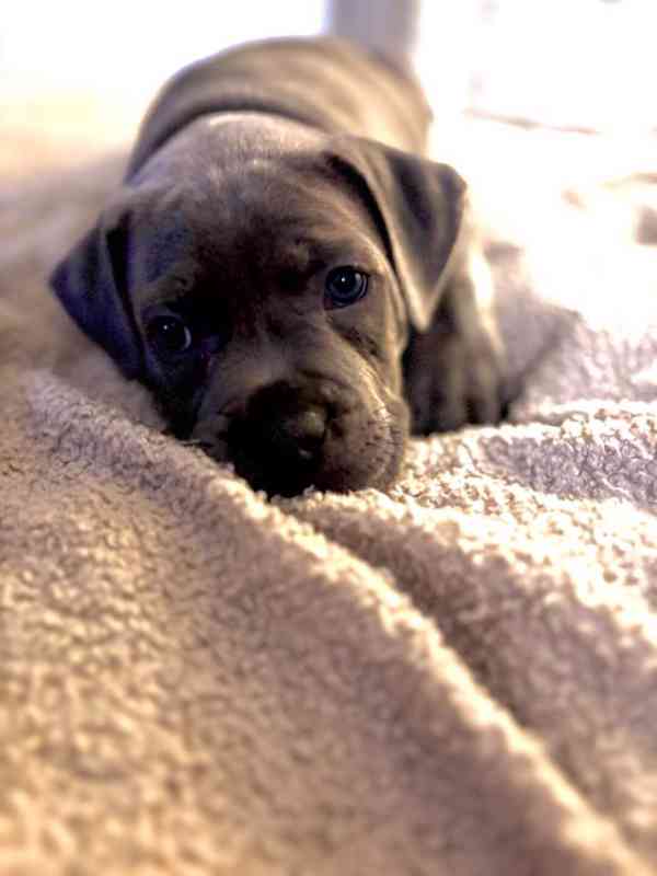 Štěně Staforda - foto 5