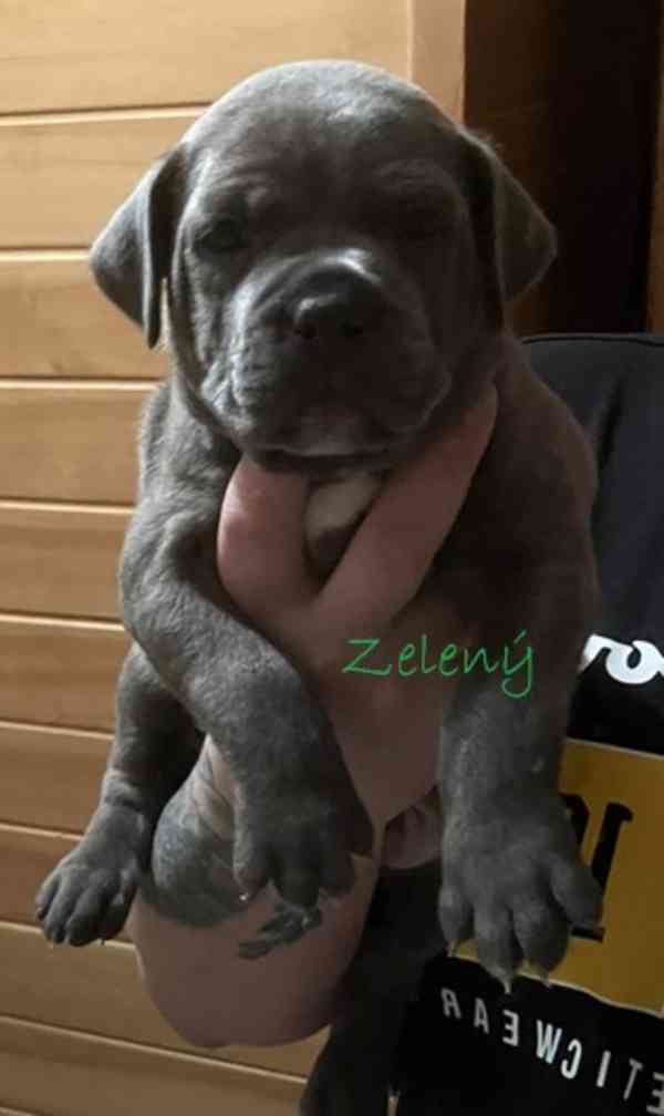 Štěně Staforda - foto 6