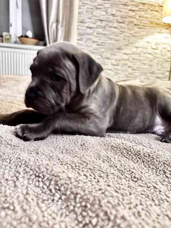 Štěně Staforda - foto 4