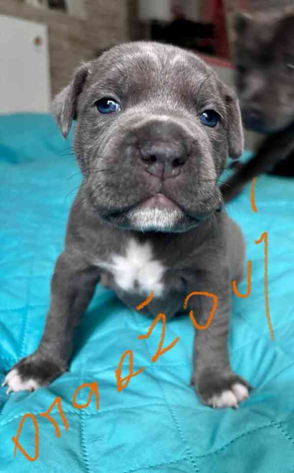 Štěně Stafford - foto 3