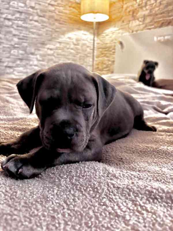 Štěně Staforda - foto 3