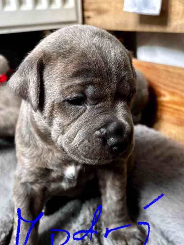 Štěně Stafford - foto 4