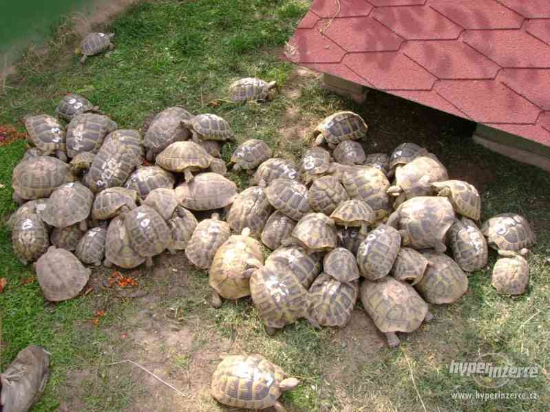 Prodám malé suchozemské želvy včetně vybavených terártií - foto 9