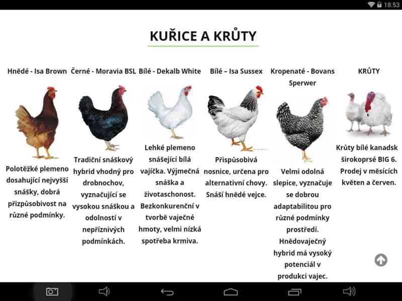 Nosné kuřice - foto 1