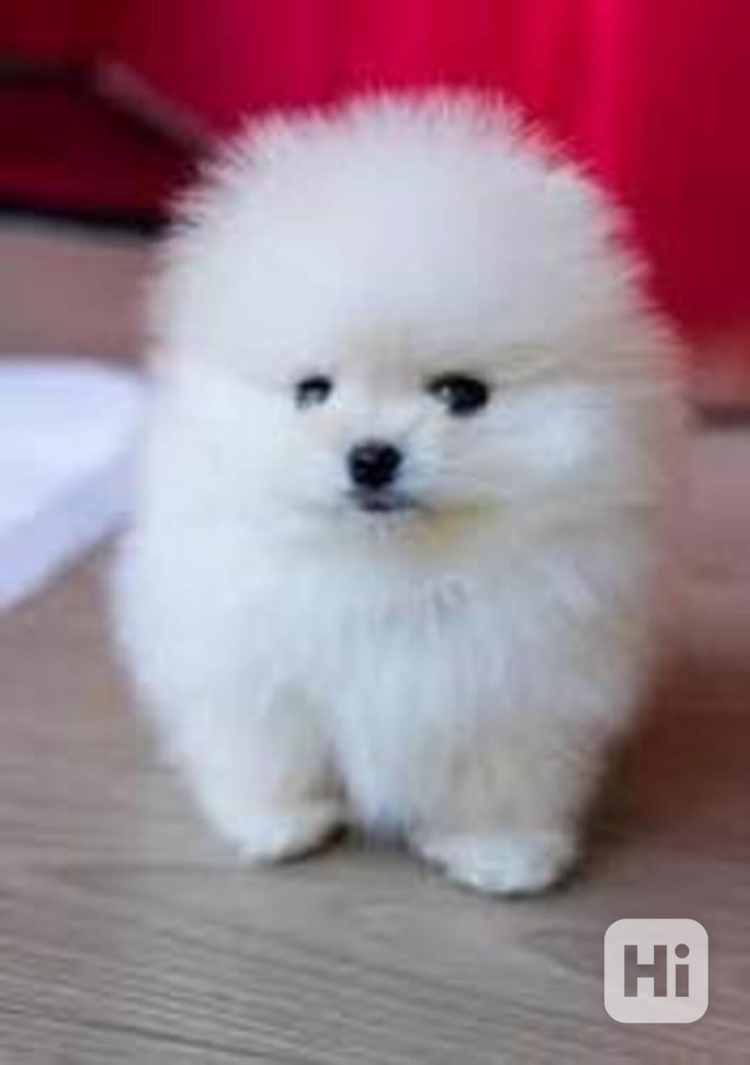 Štěňata mini pomeraniana k dispozici - foto 1