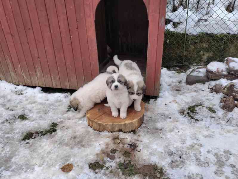 Pyrenejský horský pes - prodej štěňat - foto 4