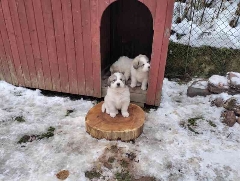 Pyrenejský horský pes - prodej štěňat - foto 6