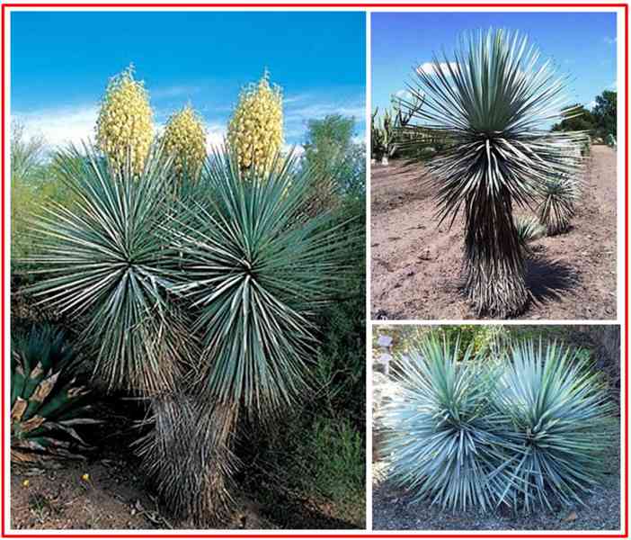 YUCCA RIGIDA - SEMENA - foto 1