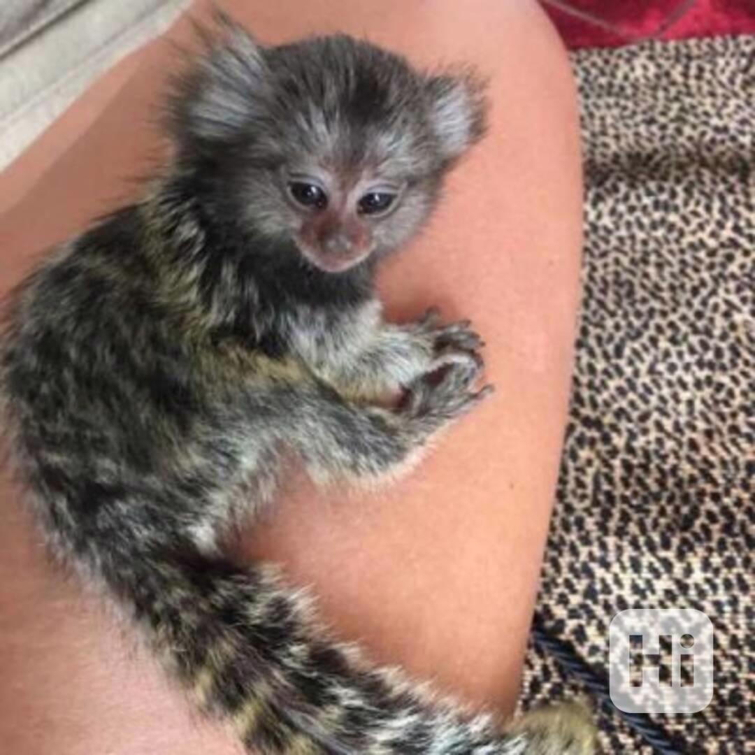 2 Marmoset opice pre nový domov. - foto 1
