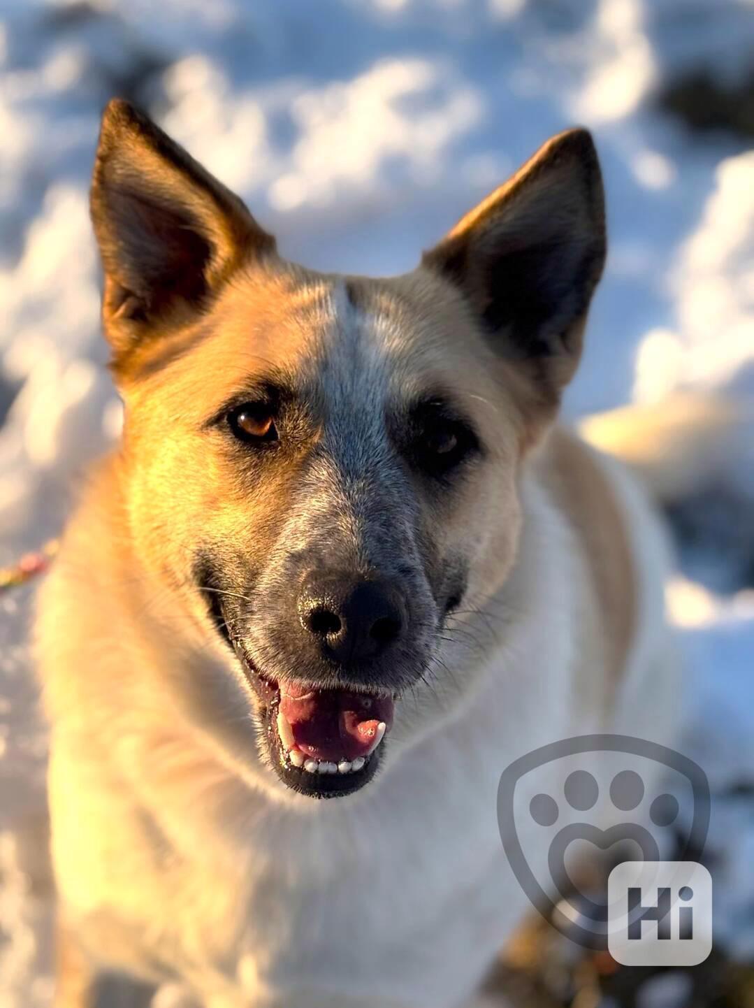 Zoana ❤ huňatá kráska ❤ - foto 1