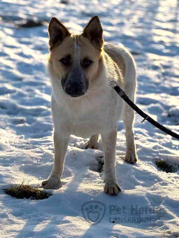 Zoana ❤ huňatá kráska ❤ - foto 3