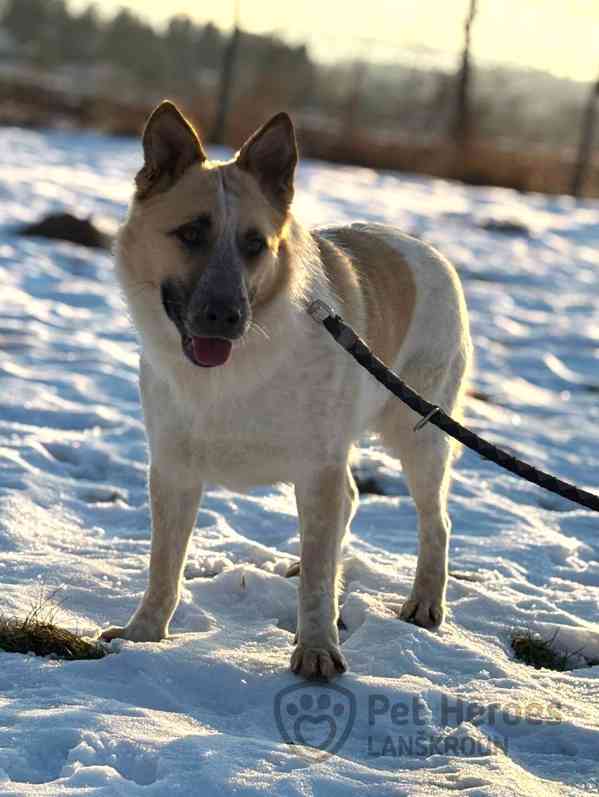 Zoana ❤ huňatá kráska ❤ - foto 4